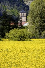 A church tower rises behind a large yellow field, surrounded by dense forest, The steeple of the