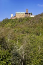 Castle on a high, wooded hill under a clear sky, Wartburg Castle near Eisenach in Thuringia