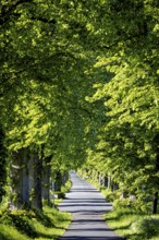 A tree-lined street in a green summer landscape that radiates a peaceful and idyllic atmosphere,
