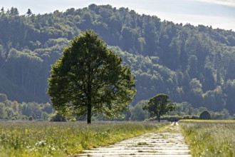 A path leads across a sunny meadow to a large tree, surrounded by green forests and clear skies,