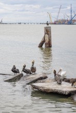 Brown Pelicans (Pelianus occidentalis) on concrete slabs and a steel bollard at the Port of