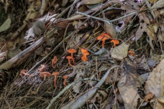 Bright orange mushrooms growing out of dead leaves and pine needles on the forest floor near Bryson