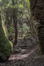Timber formed stairs between rock formations along a hiking trail through Dismals Canyon near Phil