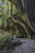 Twisted trees fighting for sunlight along a hiking trail through Dismals Canyon near Phil Campbell,