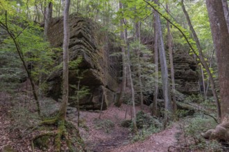 Trees growing between rock formations along a hiking trail through Dismals Canyon near Phil