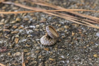 Close up of a pair of acorn caps on the rocky ground in the Autumn