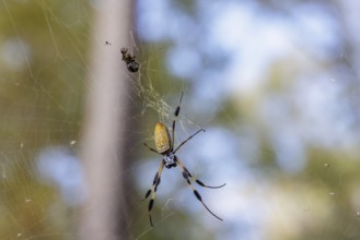 Golden silk orb-weaver spider, or banana spider, on its web near Quitman, Mississippi