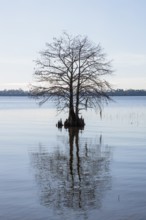 Cypress tree silhouetted against a clear blue sky in Lake Seminole at the Corps of Engineers