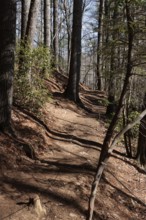 Benton MacKaye Trail in the Chattahoochee National Forest near Blue Ridge, Georgia, USA