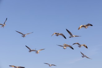 Flock of seagulls searching for food along the Mississippi Gulf Coast