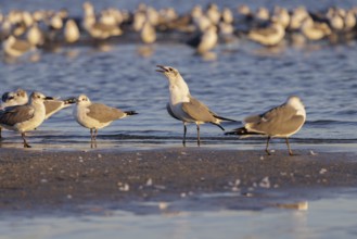Seagulls wading at the waterline searching for food along the Mississippi Gulf Coast in evening
