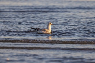Seagull floating at the waterline searching for food along the Mississippi Gulf Coast in evening