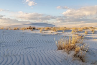 Desert grasses in flatter areas of the White Sands National Park in Alamogordo, New Mexico, USA