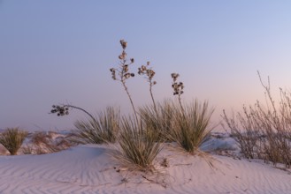 Yucca plants growing in the sand dunes of White Sands National Park in Alamogordo, New Mexico, USA
