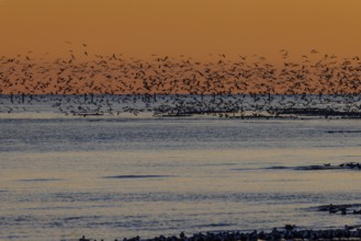 Flock of seagulls silhouetted against a bright orange sunset along the Mississippi Gulf Coast