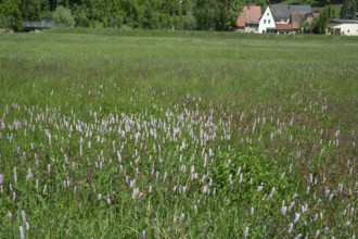 Spring meadow with snake knotweed (Bistorta officinalis) in Franconian Switzerland, Egloffstein,