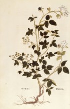 Dewberry, Rubus, coloured illustration by Leonhart Fuchs, (1542), from De historia stirpium