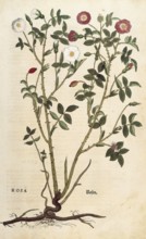 Evergreen rose, Rosa sempervirens, coloured illustration by Leonhart Fuchs, (1542), from De