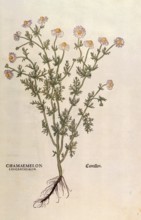 Chamomile, Matricaria chamomilla, Chamaemelum leucanthemum, coloured illustration by Leonhart