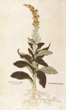 Mullein, Verbascum Thapsus, Verbasco candidum mas, coloured illustration by Leonhart Fuchs, (1542),