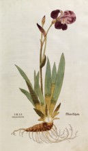 German iris, Iris florentina, Iris germanica, coloured illustration by Leonhart Fuchs, (1542), from