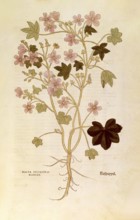 Mallow, Malva sylvestris elatior, coloured illustration by Leonhart Fuchs, (1542), from De historia
