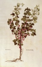 Red currant, from Descriptio Medicamento Confetionem, ca 1650, digital reproduction in authentic