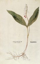 Lily of the valley, Convallaria majalis, coloured illustration by Leonhart Fuchs, (1542), from De