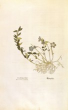 Periwinkle, Vinca minor, Clematis daphnoides, coloured illustration by Leonhart Fuchs, (1542), from