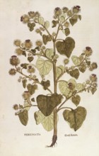 Greater burdock, Arctium lappa, coloured illustration by Leonhart Fuchs, (1542), from De historia