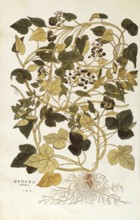 Ivy, Hedera helix nigra aurea, coloured illustration by Leonhart Fuchs, (1542), from De historia