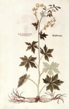 Monkshood, Wolfsbane, Aconitum lycoctonum, coloured illustration by Leonhart Fuchs, (1542), from De