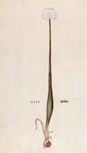 Onion, Allium cepa, coloured illustration by Leonhart Fuchs, (1542), from De historia stirpium