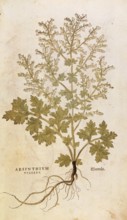 Wormwood, Artemisia absinthium, Absinthium vulgare, coloured illustration by Leonhart Fuchs,