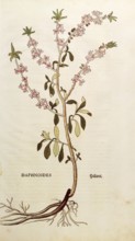 Daphne mezereum, Daphnoides, coloured illustration by Leonhart Fuchs, (1542), from De historia