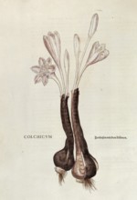 Autumn crocus, Colchicum autumnale, coloured illustration by Leonhart Fuchs, (1542), from De