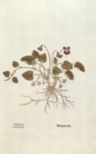 Violet, Viola odorata, coloured illustration by Leonhart Fuchs, (1542), from De historia stirpium