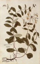 Honeysuckle, Lonicera periclymenum, coloured illustration by Leonhart Fuchs, (1542), from De