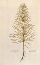Horsetail, Equisetum arvense, Equisetum longius, coloured illustration by Leonhart Fuchs, (1542),