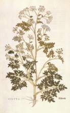Spotted hemlock, Conium maculatum, Cicuta, coloured illustration by Leonhart Fuchs, (1542), from De