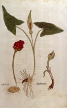 Arum italicum, Arum italicum, Arum, coloured illustration by Leonhart Fuchs, (1542), from De