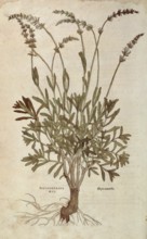 Lavender, Lavandula spica, Pseudonardus mas, coloured illustration by Leonhart Fuchs, (1542), from