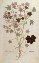 Common mallow, Malva sylvestris elatior, coloured illustration by Leonhart Fuchs, (1542), from De