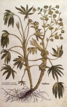 Stinking hellebore, Helleborus foetidus, Helleborus niger adulterinus sylvestris, coloured