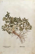 Portulaca, Portulaca oleracea, Portulaca sylvestris, coloured illustration by Leonhart Fuchs,