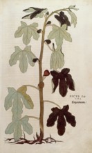 Fig, Ficus carica, Ficus sativa, coloured illustration by Leonhart Fuchs, (1542), from De historia