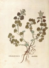 Gudermann, Glechoma hederacea, Chamaecissos, coloured illustration by Leonhart Fuchs, (1542), from