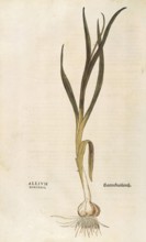 Garlic, Allium sativum, Allium hortense, coloured illustration by Leonhart Fuchs, (1542), from De