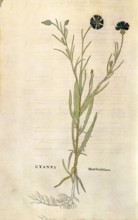 Cornflower, Centaurea cyanus, coloured illustration by Leonhart Fuchs, (1542), from De historia