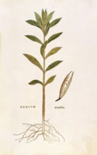 Oleander, Nerium oleander, coloured illustration by Leonhart Fuchs, (1542), from De historia